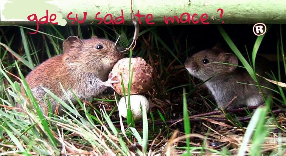 Diverse - 1381595424470074319194367539054n.jpg